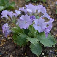 Image result for Primula marginata Amethyst