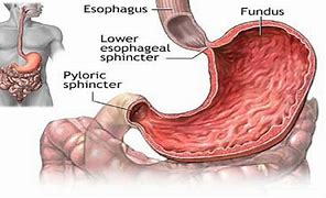 Image result for Esophagus