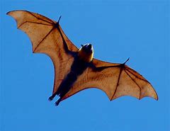 Image result for Big Bat Flying