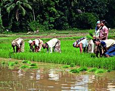 Image result for Sri Lanka Agriculture