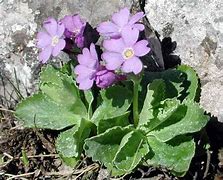 Image result for Primula marginata F.W. form