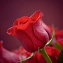 Image result for Cute Profile Pictures Flowers