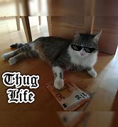 Image result for Thug Life Kitty