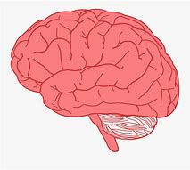 Image result for Cool Cartoon Brain