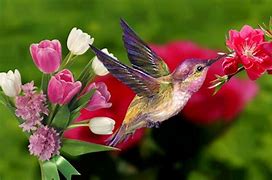 Image result for Spring Flowers Birds Wallpaper
