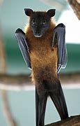 Image result for Upside Down Bat Thing