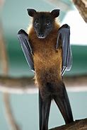 Image result for Upside Down Bat Arms Out