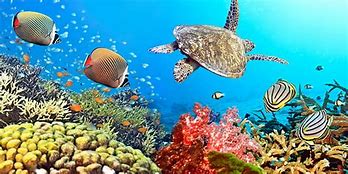 Image result for Under the Sea iPhone Wallpaper