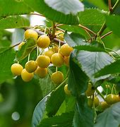 Prunus avium Donissens Späte Gelbe Knorpelkirsche 的图像结果