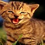 Image result for Cat Eyes Closed Smiling