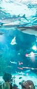 Image result for seaworld san antonio