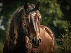 Image result for Brown Draft Horse