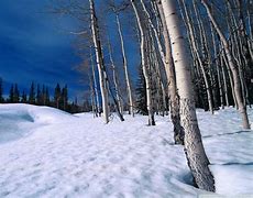 Image result for Free Winter Screensavers