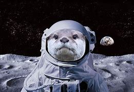 Image result for Otter Space Meme