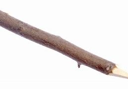 Image result for Sharp Stick Wood