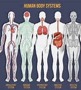 Image result for Anatomy Human Body Systems