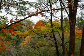 Image result for Delnor Woods Park, IL