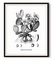 Image result for Black and White Cactus Print