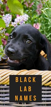 Image result for Black Lab Dog Names
