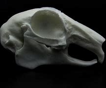 Image result for Rabbit Skull