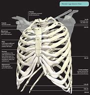 Image result for Chest/Ribs Anatomy