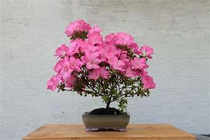 Image result for Azalea (J) Anouk