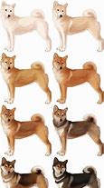 Image result for Shiba Inu Dog Furry