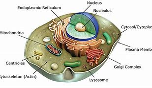 Image result for A Typical Animal Cell Transparent