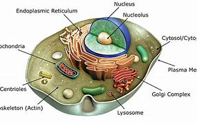 Image result for Transparent Cell Body