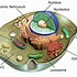 Image result for Transparent Cell Body