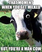 Image result for Cow Period T Meme