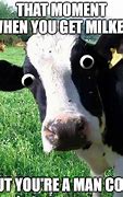 Image result for Cow Facing Camera Meme