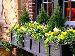Image result for Spring Window Boxes
