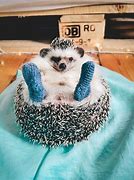 Image result for Funny Baby Hedgehog