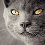 Image result for You Are Awesome Cat