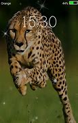 Image result for Cheetah Lock Screen