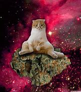 Image result for Cat Galaxy Meme GIF