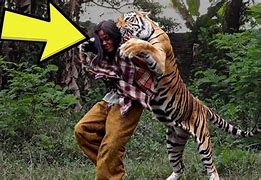 Image result for Man Being Mauled by a Tiger