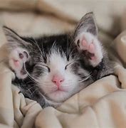 Image result for Baby Cats Sleeping