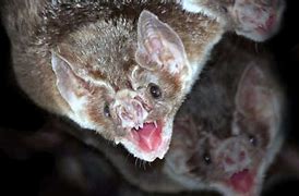 Image result for White Wing Vampire Bat