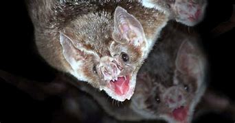Image result for Bat Bite