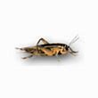 Image result for Small Crickets Live