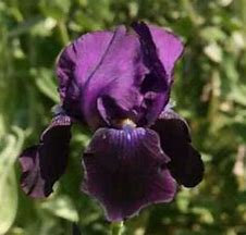 Iris germanica Black Dragon に対する画像結果
