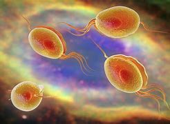 Image result for Trichomoniasis Bacteria