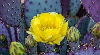 Image result for Beautiful Purple Cactus