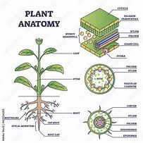 Image result for Botany Plant Model