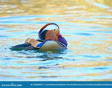 Image result for Mandarin Duck Bath