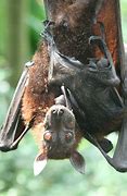 Image result for Baby Bat Mother