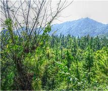 Image result for Logging in Alta Verapaz Guatemala