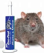 Image result for Pest Control Mice Rats